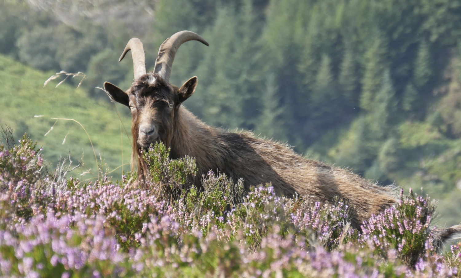 Goat within 10m of the top of Derrybawn.